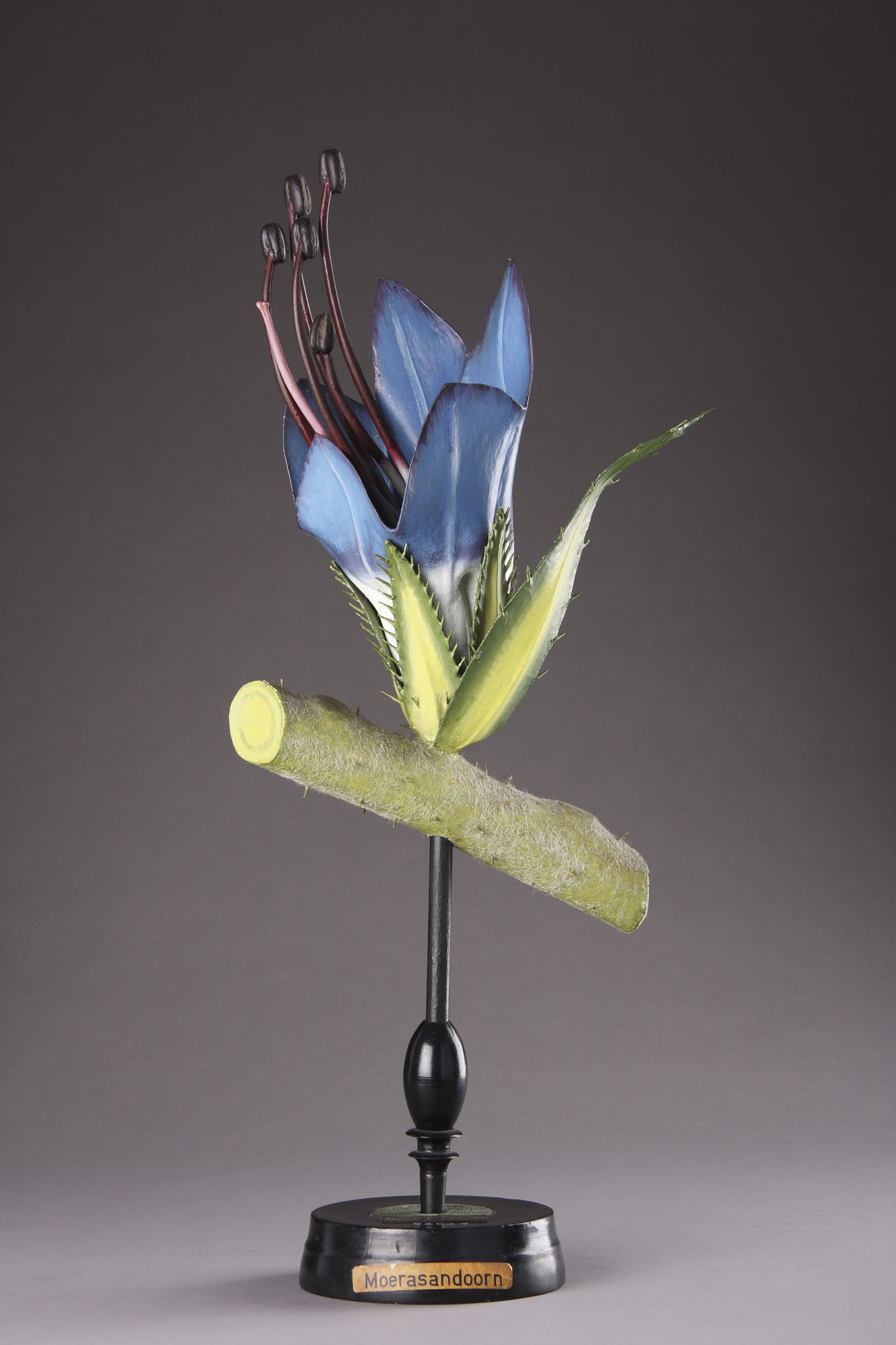 German Painted Tin and Carved Wood Model of the Flower 'Scabbisoa Fiore' a Marsh Wound Flower